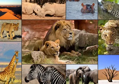 Produktbild von Grafika Puzzle Collage - Wildlife - 1500 Teile Jigsaw