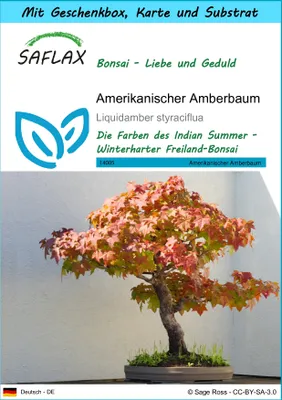 Produktbild von SAFLAX - Geschenk Set - Bonsai - Amerikanischer Amberbaum - 100 Samen - Mit Geschenk- / Versandbox, Versandaufkleber, Geschenkkarte und Anzuchtsubstrat - Liquidamber styraciflua