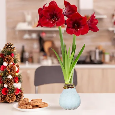 Imagen del producto de Amaryllis en cera, color blanco brillante - 2 bulbos de amaryllis - Bulbo de amaryllis en cera, tamaño grande (28/30) - Plantas auténticas y exclusivas de Holanda - Hippeastrum (no son semillas, no son artificiales)