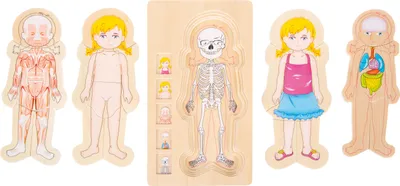 Produktbild von Schichtenpuzzle Anatomie Mädchen