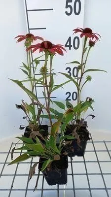 Zdjęcie produktu dla 6 x Echinacea purp. 'Sunseekers Coral' - Sonnenhut - Topf 9 x 9 cm