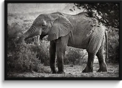 Produktbild von MuchoWow® MuchoWow® Gerahmtes Poster Elefant - Tiere - Bäume - Schwarz - Weiß 90x60 cm - Poster mit zchwarzem Bilderrahmen - Fotorahmen - Foto-Plakat