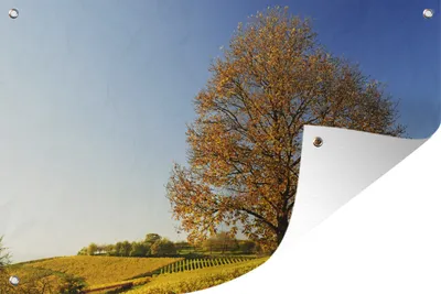 Produktbild von MuchoWow® 60x40 cm Outdoor-Poster Gartendeko Sichtschutz Garten Poster für den Garten  Kastanienbaum in einer Weinberglandschaft