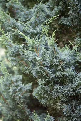 Produktbild von Juniperus chinensis 'Blaauw', Chinesischer Wacholder, 40–50 cm