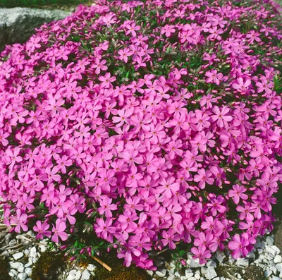 Produktbild von Phlox x procumbens 'Rosea', Teppichphlox, rosa, ca. 9x9 cm Topf