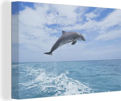Zdjęcie produktu dla OneMillionCanvasses® - Obrazy na płótnie - 140x90 cm, Delfin - Morze - Niebo, Dekoracja ścienna - Zdjęcie na płótnie - Obraz na drewnianej ramie