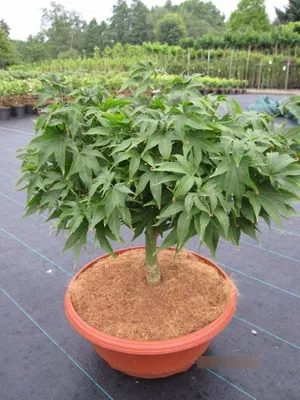 Produktbild von Ahorn palmatum Jacobsen - Fächerahorn Jacobsen 25-30 Ministamm