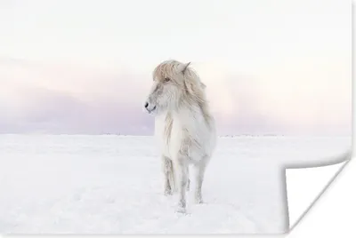 Produktbild von MuchoWow® Poster Weißes Isländerpferd im Schnee 120x80 cm - Bilder