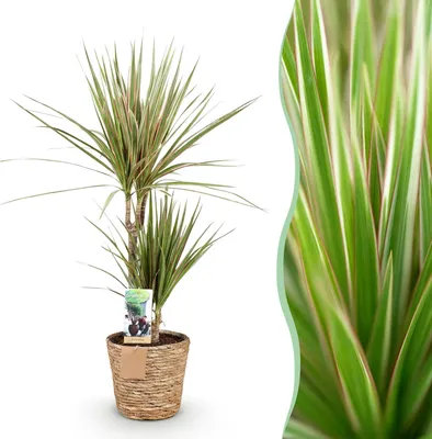 Image de Green BoutiQ - Green is... Plantes d'intérieur - Dracaena Marginata Bicolor - Arbre à sang de dragon - Peu d'entretien - avec panier - Vert - 1 plante - Pot 17 cm - Hauteur 70-75 cm