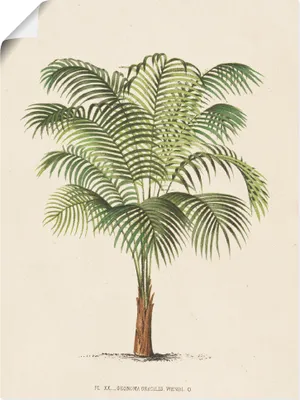 Produktbild von ARTland Poster Palme II Größe: 30x40 cm