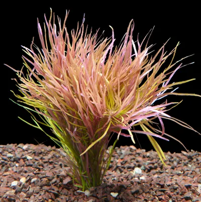 Produktbild von 1 Bund Sternpflanze (Pogostemon Stellata)