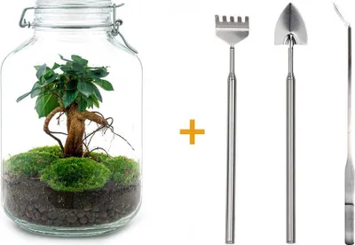 Produktbild von Diy Terrarium - Ficus Ginseng Bonsai - ↕ 28 Cm