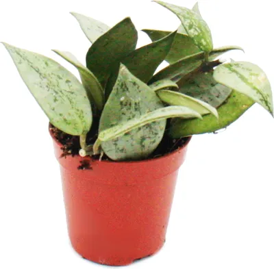Produktbild von Mini-Pflanze Hoya krohniana Porzellanblume Ideal für kleine Schalen und Gläser im 5,5cm Topf