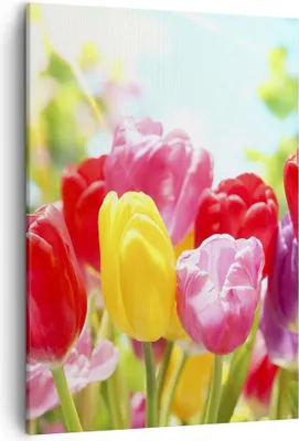 Produktbild von Bild auf Leinwand - Leinwandbild - Einteilig - Tulpe Blume Garten Plantage - 50x70cm - Wand Bild - Wanddeko - Wandbilder - Leinwanddruck - Wanddekoration - Leinwand bilder - Wandbild - PA50x70-2466