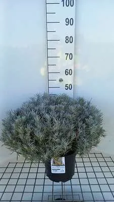 Obrázok produktu pre Helichrysum italicum ssp. serotinum - Slamokvetka C5 cm nádoba