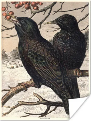 Produktbild von MuchoWow® Poster Antiker Vogeldruck Stare 90x120 cm - Wohnzimmer