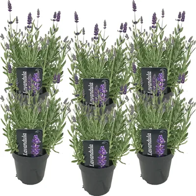 Image de Bloomique - Lot de 6 - Lavandula Angustifolia - Plante de lavande - Plantes de jardin - Résistante au gel - Hauteur 20-25 cm - Pot 12 cm