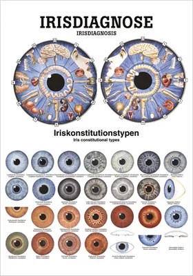 Produktbild von Irisdiagnose Mini-Poster Anatomie 34x24 cm medizinische Lehrmittel