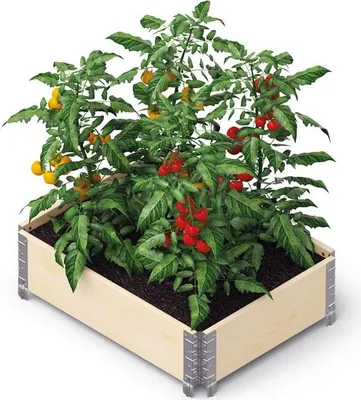 A raised garden bed filled with soil and tomato plants bearing red and yellow fruit, set against a white background.