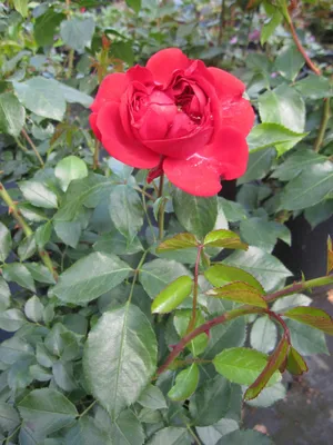 Produktbild von Märchenrose Out of Rosenheim - Beetrose - Rosa Out of Rosenheim ® - Kordes-Rose