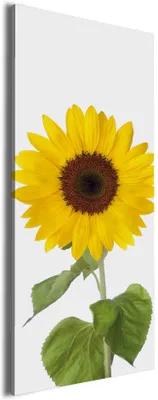 Produktbild von Wallario Premium Leinwandbild Sonnenblume in Größe 30 x 75 cm