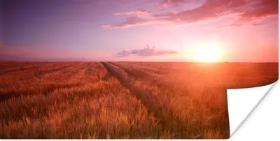 Produktbild von MuchoWow® Poster Wiese - Sonne - Abend - Landschaft 120x60 cm - Bild
