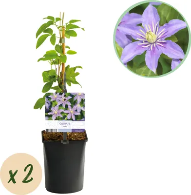 Zdjęcie produktu dla Winorośl pnąca - Clematis Justa - Kwiat jasnoniebieski - Niskie koszty utrzymania -2 rośliny - 30-40cm - Ø10cm - Roślina ogrodowa