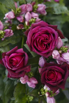 Produktbild von Rosa 'Gräfin Diana', Edelrose, rosa, 5-7,5 Liter Container