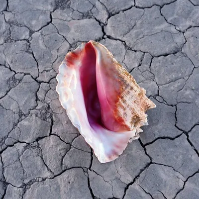Obrázek produktu pro The Killers: (Deluxe Edition) - - (CD / W)