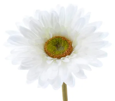 Produktbild von Blume Seidenblume Gerbera Kunstblume Dekoblume weiß 50 cm Stück