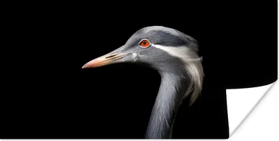 Produktbild von MuchoWow® Poster Vogel - Tiere - Porträt 40x20 cm