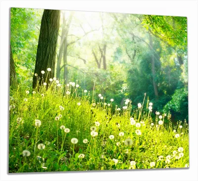 Produktbild von Wallario Herdabdeckplatte aus Glas, Größe 60 x 52 cm 2-teilig, Motiv Pusteblumen im Wald mit einfallenden Sonnenstrahlen