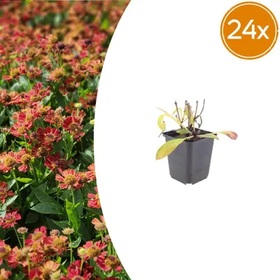 Produktbild von Helenium 'Moerheim Beauty' | 24 Stück - 10-25cm - Ø9cm - Gartenpflanze