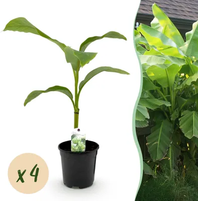 Produktbild von GreenboutiQ - Obstpflanze - Bananenpflanze - Musa Basjoo - Winterhart - 4 Pflanzen - Topf 17cm Höhe 40cm