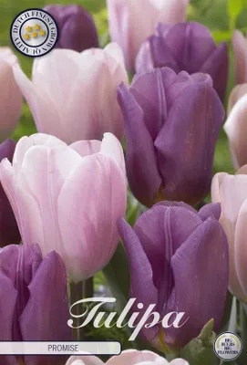 Artikelbild 2 von 'Tulpe Promise (10 Stück)' aus der Kategorie Tulpenzwiebeln