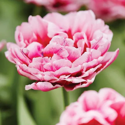 Produktbild von Tulpen Blumenzwiebeln Zwiebeln Blumen Gefüllte Tulpe Dazzling Desire 5 St.