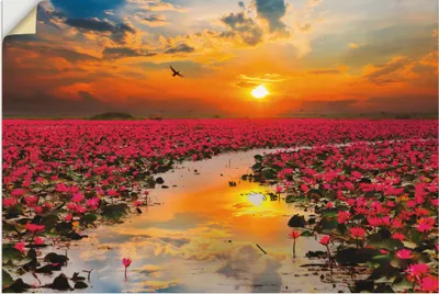 Produktbild von ARTland Wandbild, selbstklebend Sonnenschein blühende Lotusblume Größe: 90x60 cm