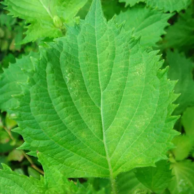Produktbild von Shiso (Perilla frutescens var. crispa f. viridis) - 50 Samen
