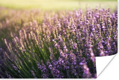 Produktbild von MuchoWow® Poster Lavendel auf einem Feld 180x120 cm - Fotoplakat