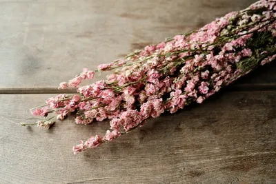 Produktbild von Delphinium natur pink im Bund ca. 60cm | Rittersporne getrocknet