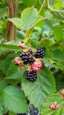 Image de Rubus fruticosus 'Dirksen' / Murier 'Dirksen' (Sans épine)