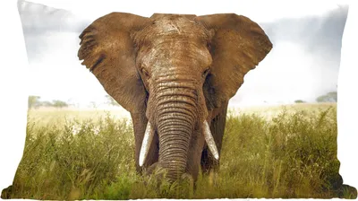 Produktbild von MuchoWow® Zierkissen Sofakissen Wohnzimmer Dekokissen 50x30 cm Afrikanischer Elefant Vorderansicht - Wohnzimmerdekoration - Polster mit Photo