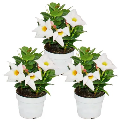 Obrázek produktu pro Dipladenia - Chilský jasmín - 10cm květináč - sada 3 rostlin - bílá
