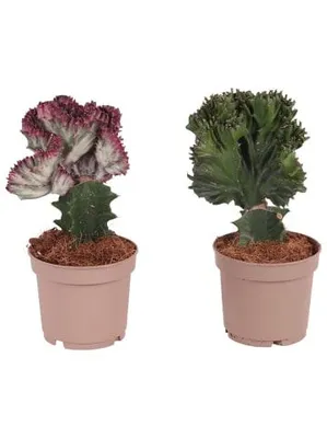Produktbild von Euphorbia 2er Set Zimmerpflanze
