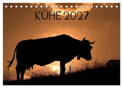 Produktbild von Kühe 2027 (Tischkalender 2027 DIN A5 quer), CALVENDO Monatskalender