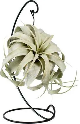 Obrázok produktu pre Vzdušná rastlina Tillandsia King Xero, Ø 12 cm, 23 cm, nenáročná na starostlivosť, tillandsia bez zeminy