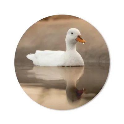 Produktbild von MuchoWow® Mauspad Mousepad Ente - Vogel - Wasser - Weiß 30x30 cm - Mousepads - Maus Mat - Pad - Mausunterlage - Tischunterlage - Schreibtischmatten