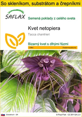Obrázok produktu pre SAFLAX Kultivačný set - kvet netopiera - Tacca chantrieri - 10 Semená - S mini skleníkom, pestovateľským substrátom a 2 črepníkmi