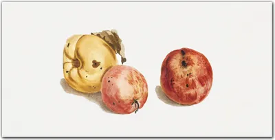 Produktbild von Coloray Bild aus Leinwand 120x60 Leinwand Dekoration - Obst Äpfel