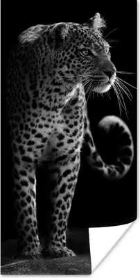 Produktbild von MuchoWow® Poster Wildtiere - Leopard - Natur - Schwarz - Weiß 60x120 cm - Wandschmuck
